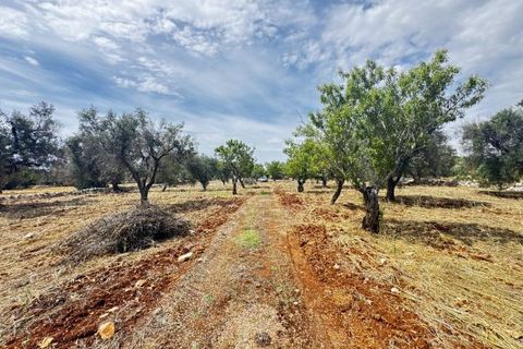 Terra a Carovigno, Brindisi, Carovigno - € 75.000 | Ref: tr6 - foto 22