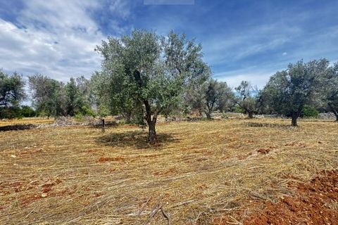 Terra a Carovigno, Brindisi, Carovigno - € 75.000 | Ref: tr6 - foto 21