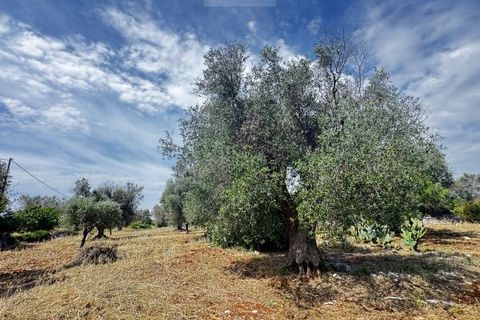 Terra a Carovigno, Brindisi, Carovigno - € 75.000 | Ref: tr6 - foto 6