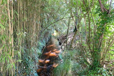 Terra a Messanges, Landes, Messanges - € 296.400 | Ref: 5G1Z-WKR-X7Z - foto 6
