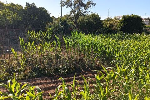 Helårsgrund i Oia, Aveiro, Oia - € 35.000 | Ref: AV26/072 - foto 5