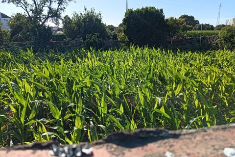 Helårsgrund i Oia, Aveiro, Oia - € 35.000 | Ref: AV26/072 - foto 6