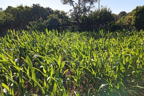 Helårsgrund i Oia, Aveiro, Oia - € 35.000 | Ref: AV26/072 - foto 13