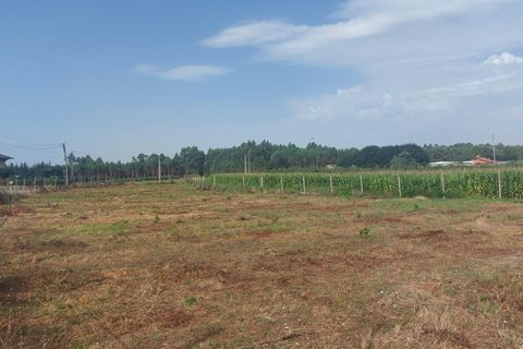 Tomt i Oliveira do Bairro, Aveiro, Oliveira do Bairro - € 87 500 | Ref: DRS_NL_0008/12758 - foto 2