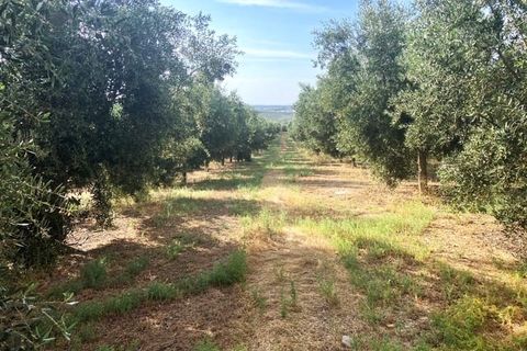 Finca a Lucena, Cordoba - foto 2