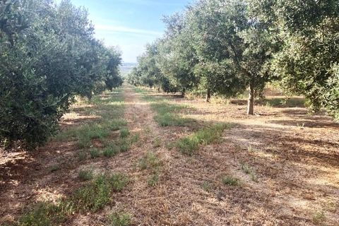 Finca a Lucena, Cordoba - foto 3