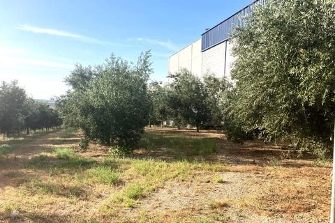 Finca i Lucena, Cordoba, Lucena - € 600 000 | Ref: AGL-1259 - foto 7