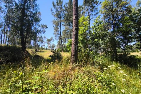 Helårsgrund i Barcelos, Braga, Barcelos - € 37.500 | Ref: 254260800 - foto 6