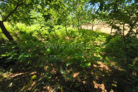 Helårsgrund i Barcelos, Braga, Barcelos - € 37.500 | Ref: 254260800 - foto 11