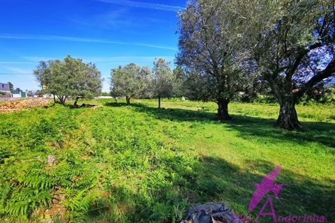 Helårsgrund i Ponte de Lima, Viana do Castelo, Ponte de Lima - € 215.000 | Ref: 137/2026 - foto 15