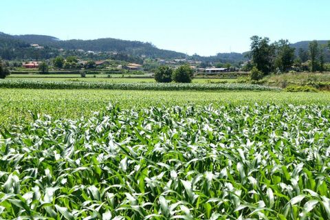 Helårsgrund i Ponte de Lima, Viana do Castelo, Ponte de Lima - € 550.000 | Ref: 9976_T - foto 6