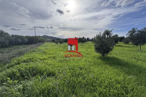Grond in Erice, Trapani, Erice - € 25.000 | Ref: V461 - foto 9