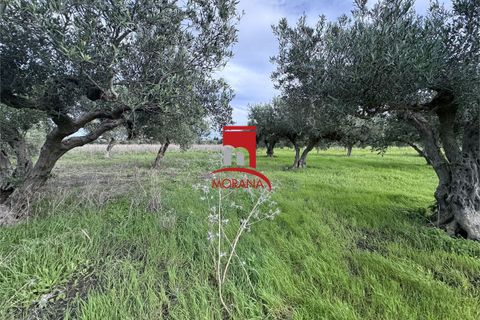 Grond in Erice, Trapani, Erice - € 25.000 | Ref: V461 - foto 11