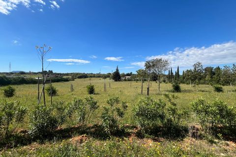 Terra a Sencelles, Mallorca, Sencelles - € 695.000 | Ref: 1025 - foto 11