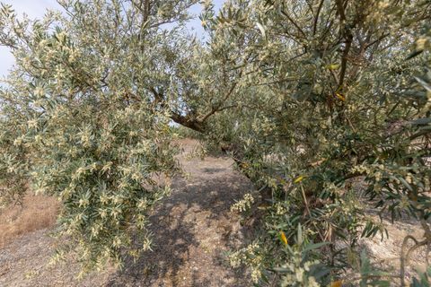 Terra a Jayena, Granada, Jayena - € 68.900 | Ref: 03487/8251 - foto 15