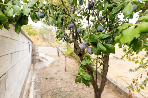 Landejendom i Colomera, Granada, Colomera - € 129.000 | Ref: 18564CA001/8251 - foto 36