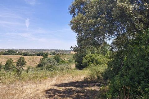 Terra a Rio Maior, Santarem, Rio Maior - € 160.000 | Ref: 942350 - foto 17