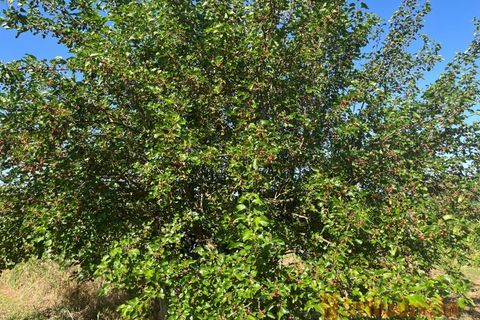 Helårsgrund i Fundao, Castelo Branco, Fundao - € 65.000 | Ref: SÒL_124 - foto 6