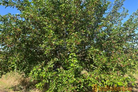 Helårsgrund i Fundao, Castelo Branco, Fundao - € 65.000 | Ref: SÒL_124 - foto 8