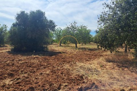 Helårsgrund i Paderne, Faro, Paderne - € 48.000 | Ref: 1146-10 - foto 7