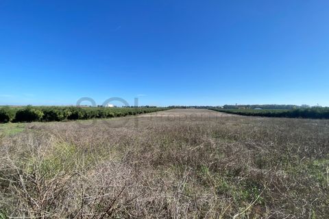 Tomt i Beja, Beja, Beja - € 70 000 | Ref: 10191 - foto 5