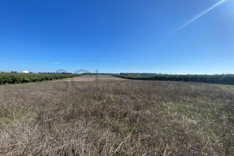 Tomt i Beja, Beja, Beja - € 70 000 | Ref: 10191 - foto 25
