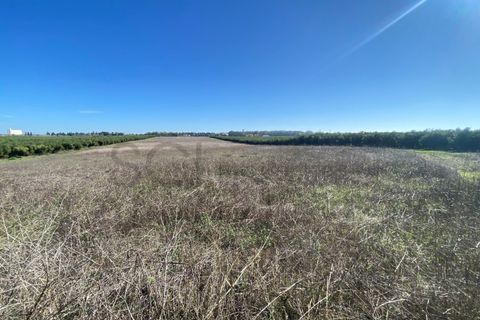 Terra em Beja, Beja, Beja - € 110.000 | Ref: 10192 - foto 11