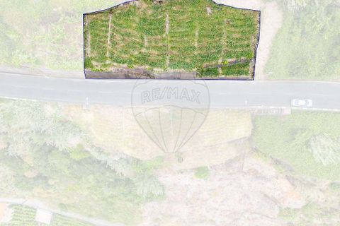 Terra em Calheta, Madeira, Calheta - € 135.000 | Ref: 123511098-158 - foto 18