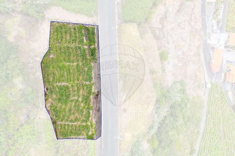 Terra em Calheta, Madeira, Calheta - € 135.000 | Ref: 123511098-158 - foto 19