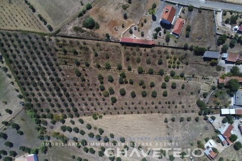 Farm i Tomar, Santarem, Tomar - € 150.000 | Ref: 701/26 - foto 40