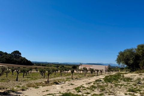 Landejendom i Manacor, Mallorca, Manacor - € 2.290.000 | Ref: 5577900 - LF1046 - foto 26