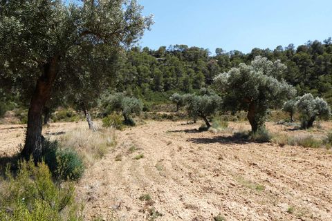 Finca i Maella, Zaragoza, Maella - € 37 000 | Ref: 1128 - foto 25