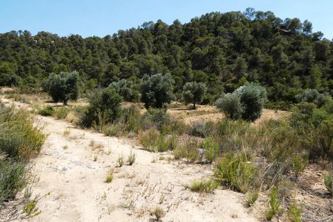 Finca i Maella, Zaragoza, Maella - € 37 000 | Ref: 1128 - foto 23