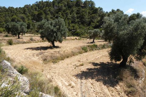 Finca i Maella, Zaragoza, Maella - € 37 000 | Ref: 1128 - foto 20
