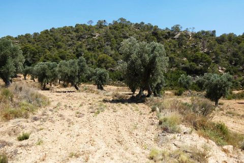 Finca i Maella, Zaragoza, Maella - € 37 000 | Ref: 1128 - foto 30