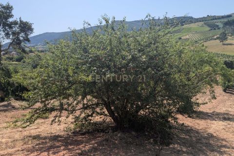Grond in Cadaval, Lisbon, Cadaval - € 40.000 | Ref: C0506-00728 - foto 6