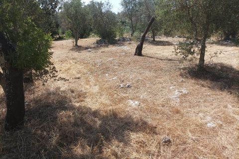 Helårsgrund i Ostuni, Brindisi, Ostuni - € 95.000 | Ref: 379 - foto 8