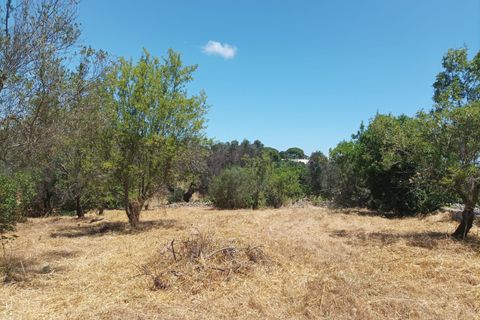 Helårsgrund i Ostuni, Brindisi, Ostuni - € 95.000 | Ref: 379 - foto 10