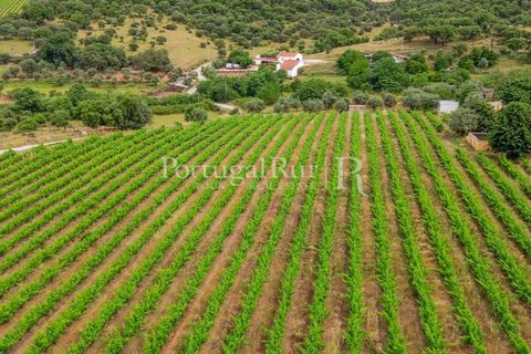 Gård i Borba, Evora, Borba - € 498 000 | Ref: ML459 - foto 3