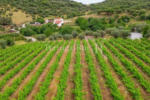 Gård i Borba, Evora, Borba - € 498 000 | Ref: ML459 - foto 11