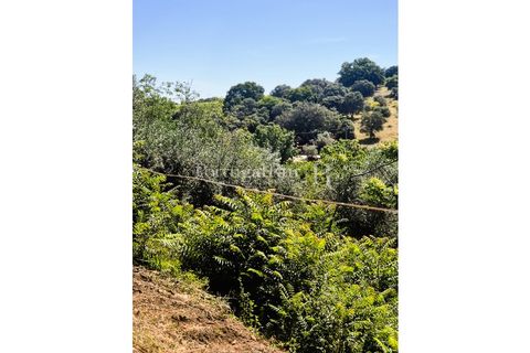 Gård i Borba, Evora, Borba - € 498 000 | Ref: ML459 - foto 37