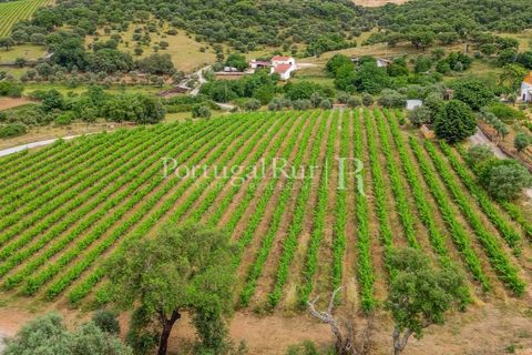 Gård i Borba, Evora, Borba - € 498 000 | Ref: ML459 - foto 46