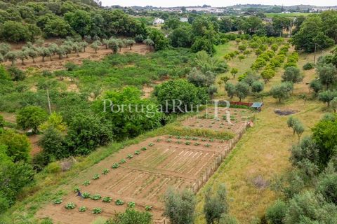 Gård i Borba, Evora, Borba - € 498 000 | Ref: ML459 - foto 47