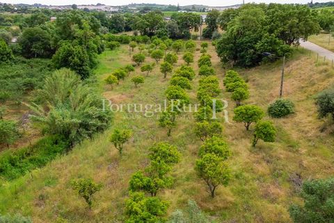 Gård i Borba, Evora, Borba - € 498 000 | Ref: ML459 - foto 48