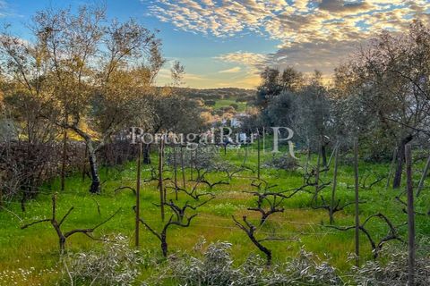 Granja a Crato, Portalegre, Crato - € 140.000 | Ref: MT916 - foto 3