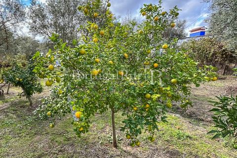 Granja a Crato, Portalegre, Crato - € 140.000 | Ref: MT916 - foto 13