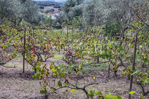 Granja a Crato, Portalegre, Crato - € 140.000 | Ref: MT916 - foto 14