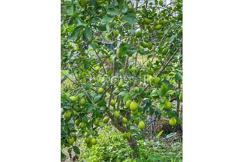 Granja a Crato, Portalegre, Crato - € 140.000 | Ref: MT916 - foto 17