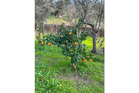 Granja a Crato, Portalegre, Crato - € 140.000 | Ref: MT916 - foto 24