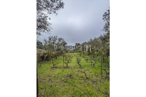 Granja a Crato, Portalegre, Crato - € 140.000 | Ref: MT916 - foto 26